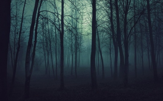 creepy_trees_dark_forest_mist_1920x1080_wallpaper_High Resolution Wallpaper_2560x1600_www.wallpaperhi.com (1)